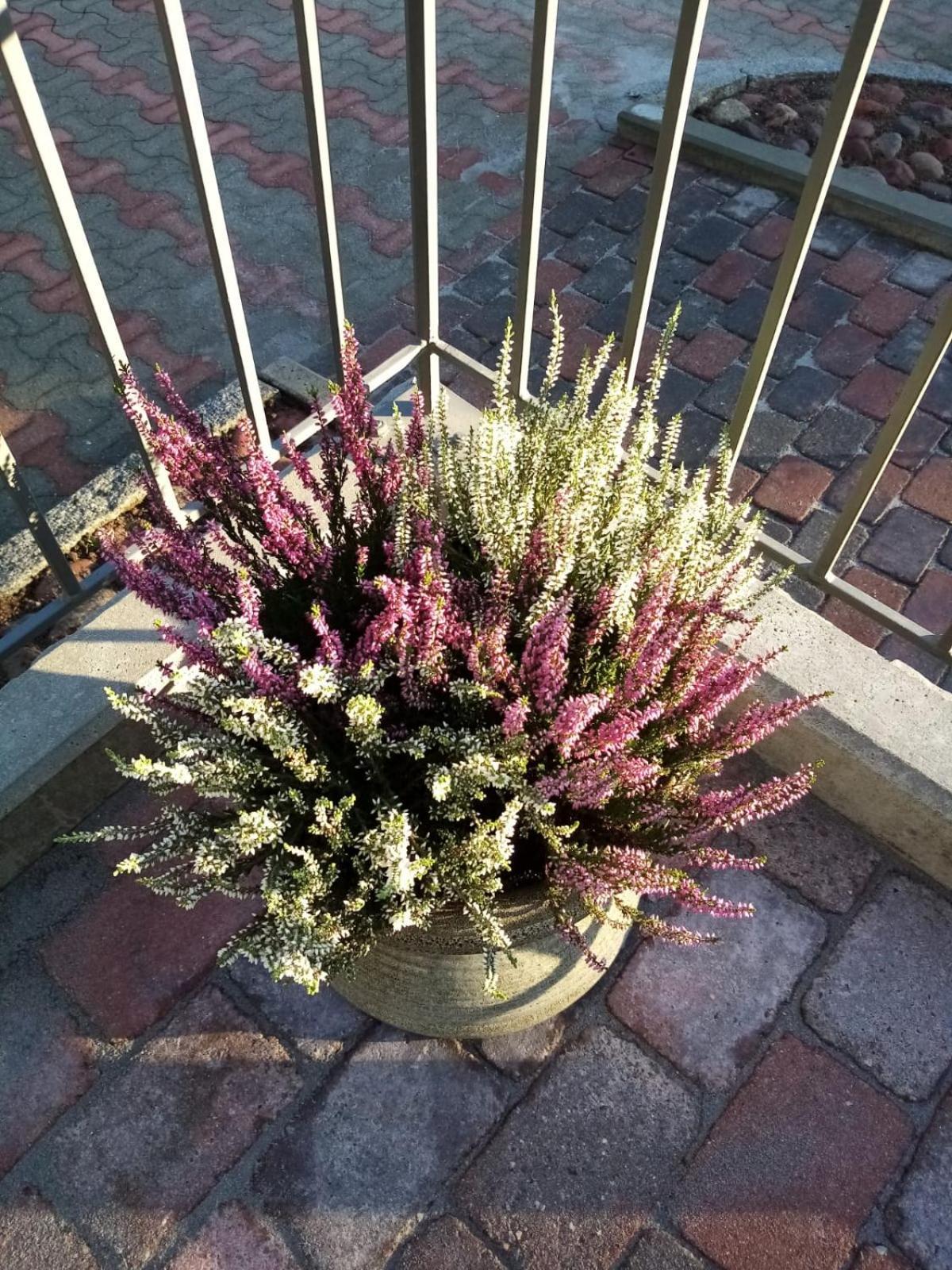 Bed and Breakfast Birgittagarden - Gaesthem - Birgittasystrarna Falun Exterior foto